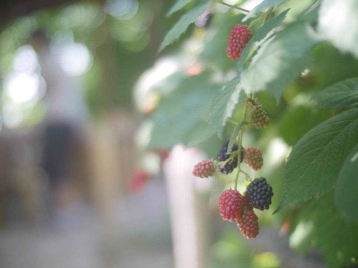 Byurakan Guesthouse & Cottage 外观 照片